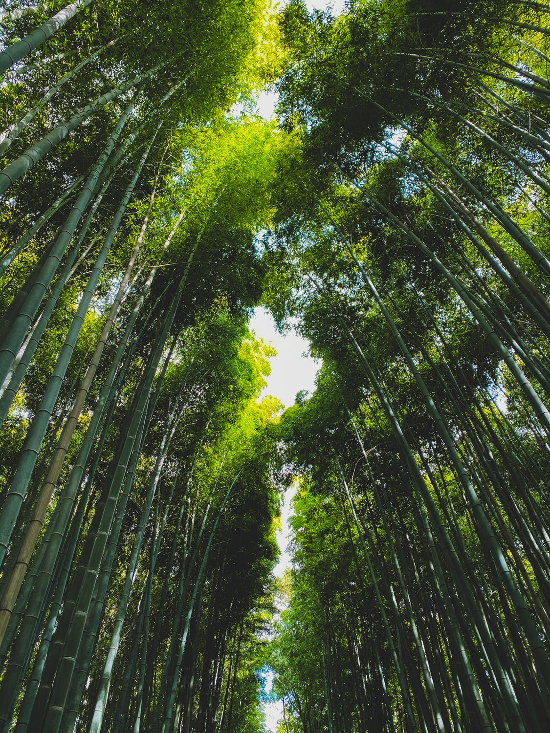 Bamboo Forest